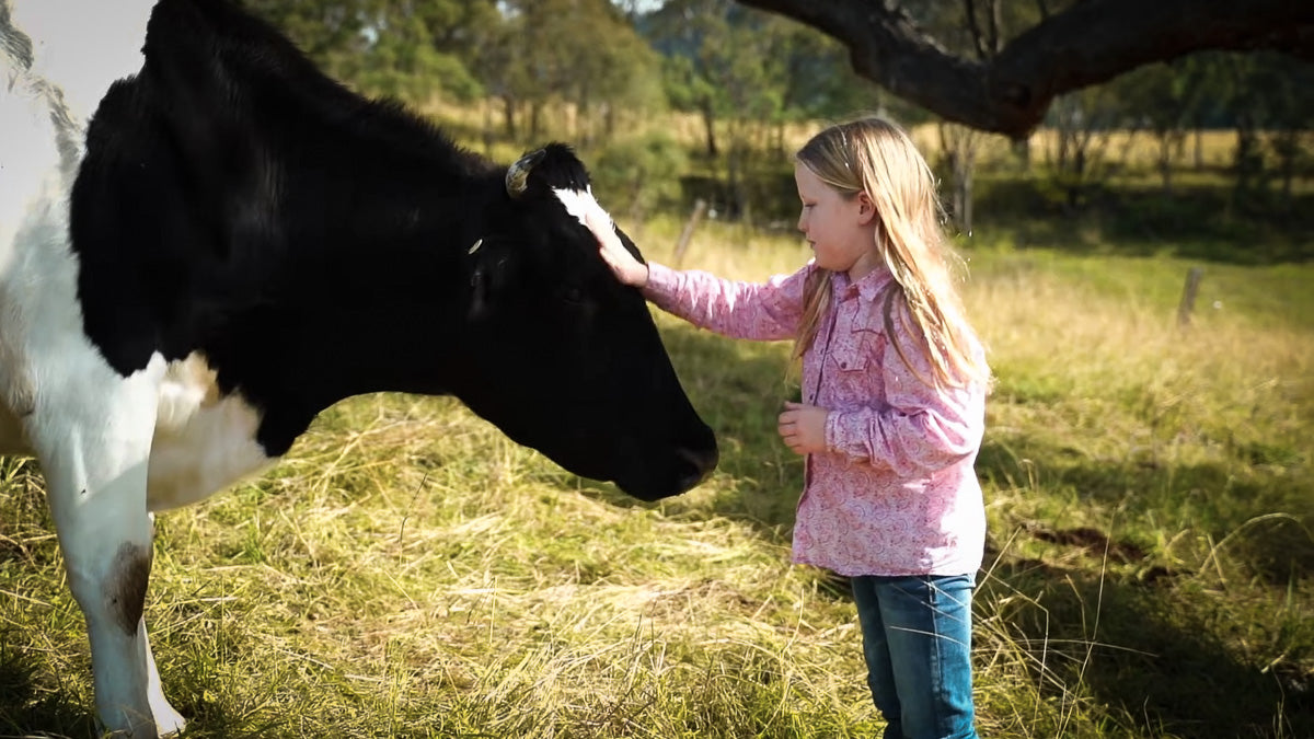 Springhill Beef Co